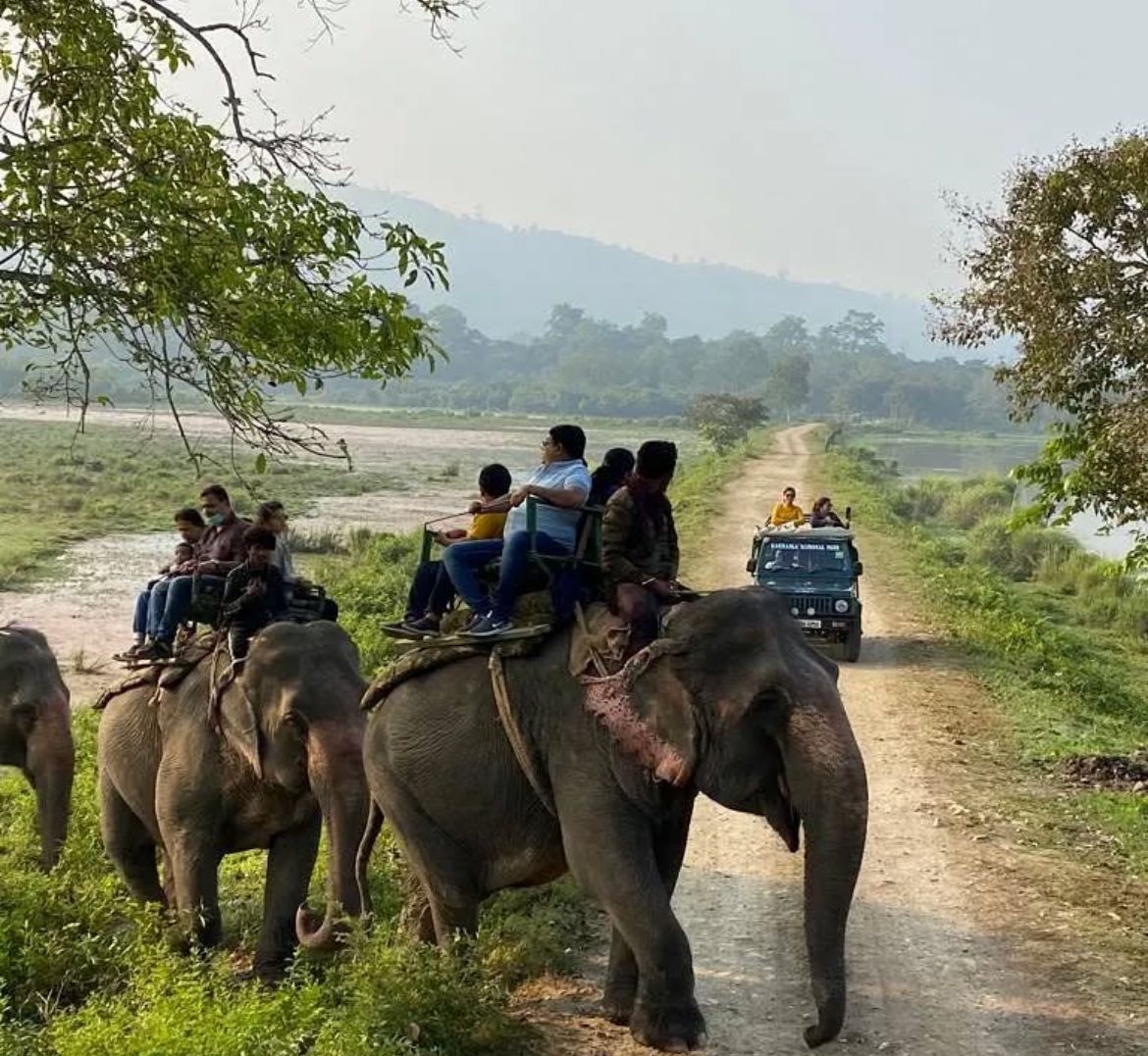 Elephant Safari Kaziranga